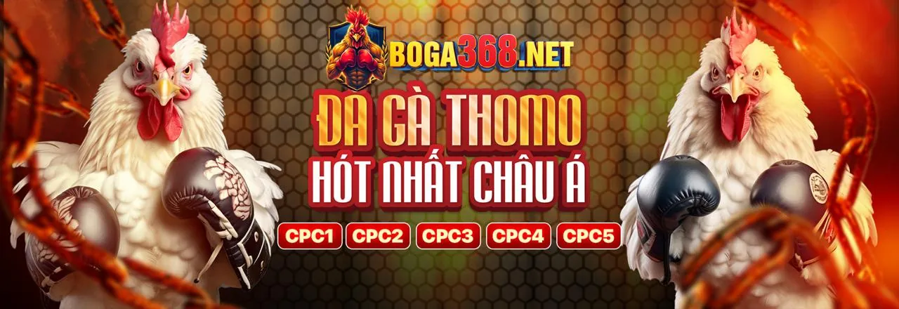 Sân đá gà trực tuyến do666 đá gà sôi động